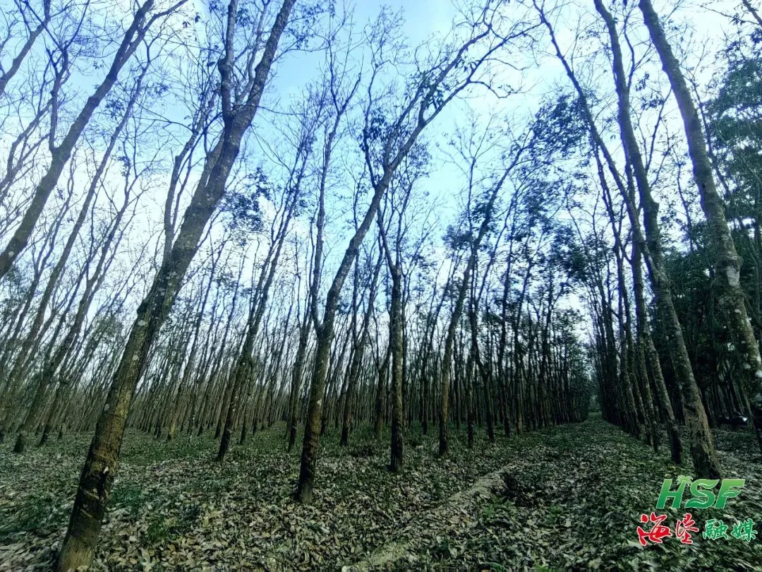 cfe5a1cdaecf41dfa915d1311ee71c2c